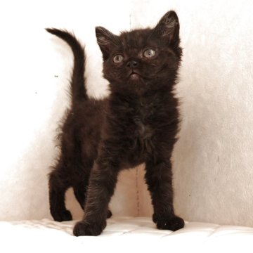 セルカークレックス【静岡県・男の子・2025年12月4日・ブラック（ショートへア (巻き毛））】の写真「2月9日写真更新。いつでもお迎えできます。」