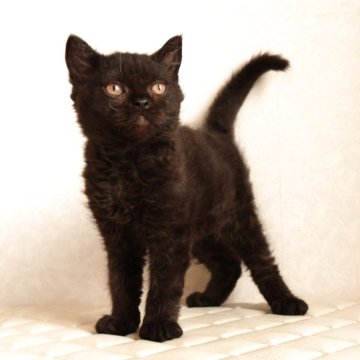 セルカークレックス【静岡県・男の子・2025年12月4日・ブラック (巻き毛)（ショートヘアー　（巻き毛））】の写真「3月6日写真更新。いつでもお迎えできます。」