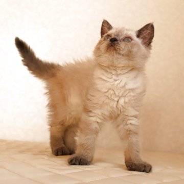 セルカークレックス【静岡県・女の子・2025年9月26日・ブルーポイント（ショートヘアー　（巻き毛））】の写真「12月6日写真更新。良い子に育っています。」