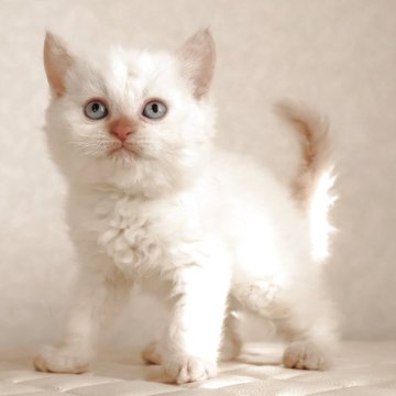 セルカークレックス【静岡県・女の子・2025年12月16日・クリームポイント（ショートヘア　（巻き毛））】の写真「2月3日写真更新。良い子に育ちそうです。」