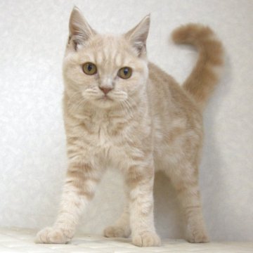 ブリティッシュショートヘア【静岡県・男の子・2025年4月4日・クリーム（ショートへア）】の写真「10月3日写真更新。爪切りも平気な良い子です。」