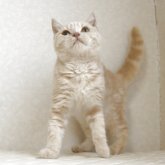 ブリティッシュショートヘア