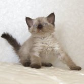 セルカークレックス