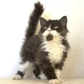 セルカークレックス