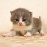 ブリティッシュショートヘア