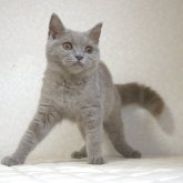 ブリティッシュショートヘア