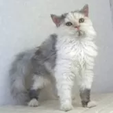 セルカークレックス