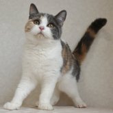 ブリティッシュショートヘア