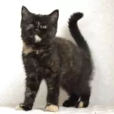 ブリティッシュショートヘア