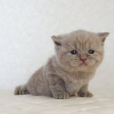 ブリティッシュショートヘア