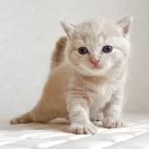 ブリティッシュショートヘア