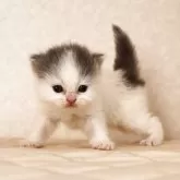 ブリティッシュロングヘア