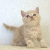 ブリティッシュショートヘア