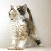 セルカークレックス