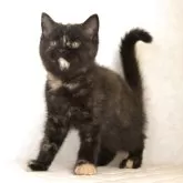 ブリティッシュショートヘア