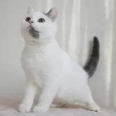 ブリティッシュショートヘア【静岡県・男の子・2024年9月22日・ブルー&ホワイト】の写真1「ブリティッシュらしい顔つきになってきました。」