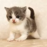 ブリティッシュショートヘア