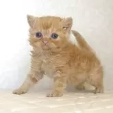 セルカークレックス