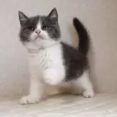 ブリティッシュショートヘア