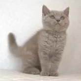 ブリティッシュショートヘア