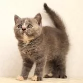 ブリティッシュショートヘア