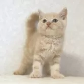 ブリティッシュショートヘア