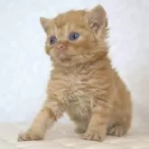 セルカークレックス