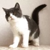 ブリティッシュショートヘア