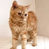 セルカークレックス