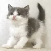 ブリティッシュショートヘア