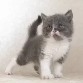 ブリティッシュショートヘア