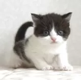 ブリティッシュショートヘア