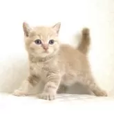 ブリティッシュショートヘア