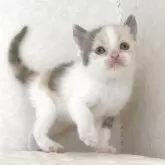 ブリティッシュショートヘア