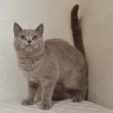 ブリティッシュショートヘア【静岡県・男の子・2024年8月3日・ライラック】の写真1