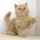セルカークレックス