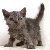 セルカークレックス