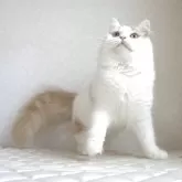 ブリティッシュロングヘア