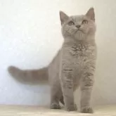 ブリティッシュショートヘア
