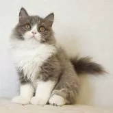 ブリティッシュロングヘア