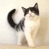 ブリティッシュショートヘア