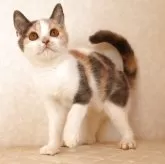 ブリティッシュショートヘア