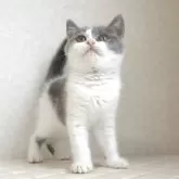 ブリティッシュショートヘア