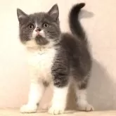 ブリティッシュショートヘア