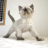 セルカークレックス
