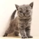 ブリティッシュショートヘア