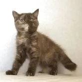 ブリティッシュショートヘア