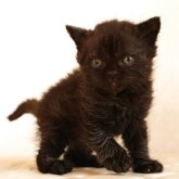 セルカークレックス