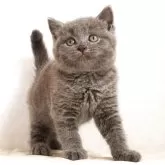 ブリティッシュショートヘア