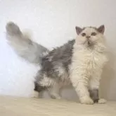 セルカークレックス